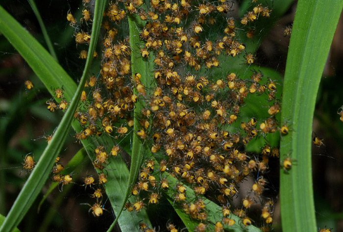 Argiope bruennichi